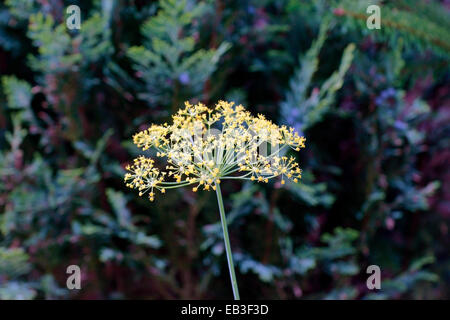 DILL Stockfoto