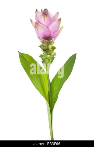 Siam-Tulpe oder Curcuma Blume isoliert auf weißem Hintergrund Stockfoto