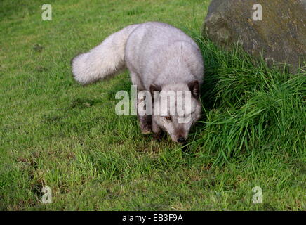 Arctic or Polar Fox (Vulpes lagopus) sniffing out a trail Stockfoto