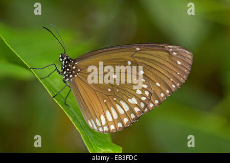 Gemeinsamen Krähe Schmetterling Stockfoto