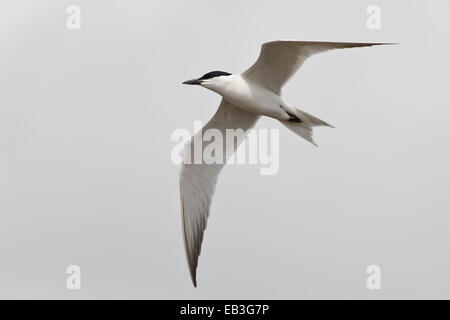 Möwe-billed Tern - Gelochelidon Nilotica - Zucht Erwachsener Stockfoto