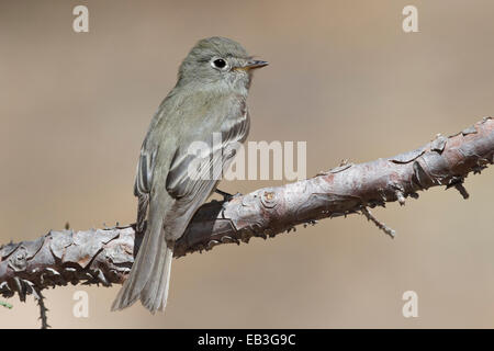 Hammonds Flycatcher - Empidonax hammondii Stockfoto