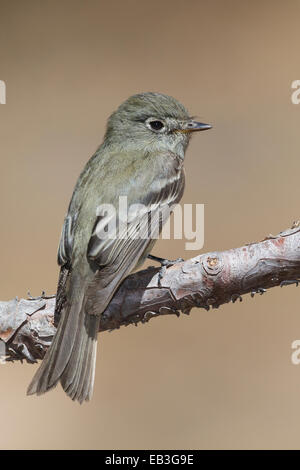 Hammonds Flycatcher - Empidonax hammondii Stockfoto