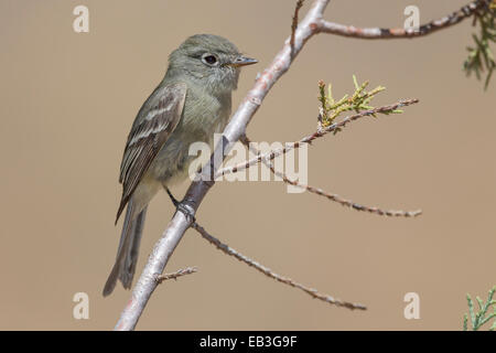 Hammonds Flycatcher - Empidonax hammondii Stockfoto