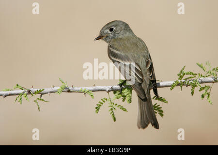 Hammonds Flycatcher - Empidonax hammondii Stockfoto