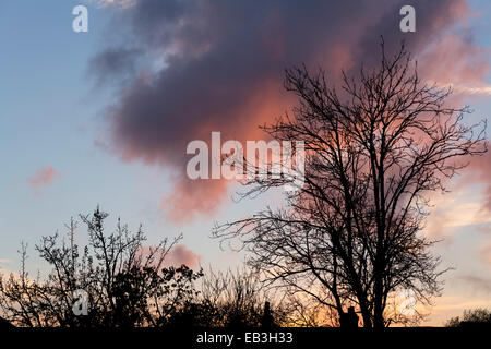 South Norwood, London, UK. 15. November 2014. Großbritannien Wetter. Silhouette eines Baumes an einem sonnigen Herbsttag Sonnenuntergang. Stockfoto