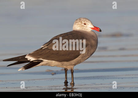 Heermann Gull - Larus Heermanni - brüten dort nicht Erwachsener Stockfoto