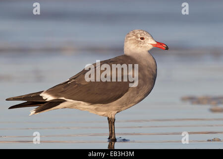 Heermann Gull - Larus Heermanni - brüten dort nicht Erwachsener Stockfoto