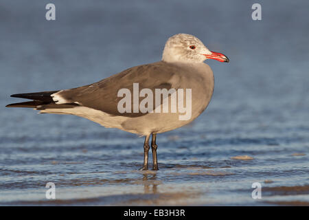 Heermann Gull - Larus Heermanni - brüten dort nicht Erwachsener Stockfoto