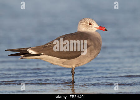 Heermann Gull - Larus Heermanni - brüten dort nicht Erwachsener Stockfoto