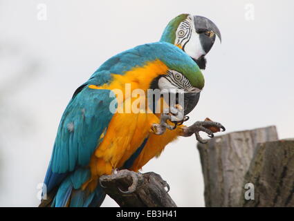 Zwei blau-gelbe Aras (Ara Ararauna) close-up, während des Essens einer Nuss Stockfoto