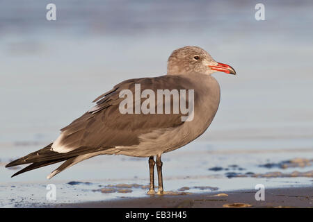 Heermann Gull - Larus Heermanni - brüten dort nicht Erwachsener Stockfoto