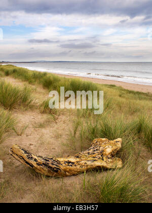 Treibholz-Log in den Dünen am Strand Northumberland Küste in Warkworth Castle England Stockfoto