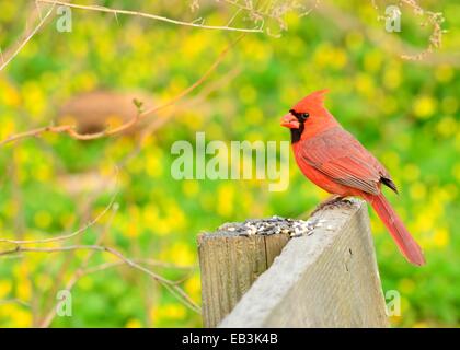 Männlich-Kardinal thront auf einem Zaun mit Vogelfutter. Stockfoto