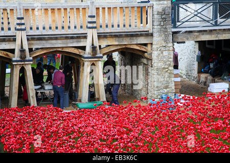 Freiwillige, die Beseitigung der Keramik Mohn Anzeige am Tower of London Stockfoto