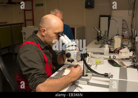 An Bord ist der deutschen Forschung Schiff RV Sonne Adrian Flynn ein Balbo Sabretooth Fisch identifizieren. Stockfoto