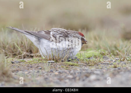 Hoary (Arktis) Redpoll - Zuchtjahr Hornemanni - Zucht männlich Stockfoto