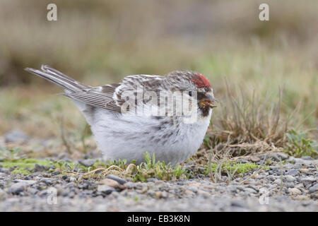 Hoary (Arktis) Redpoll - Zuchtjahr Hornemanni - Zucht männlich Stockfoto