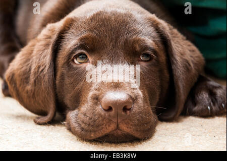 Porträt eines acht Wochen alten Chocolate Labrador Welpen suchen nette am Boden Stockfoto