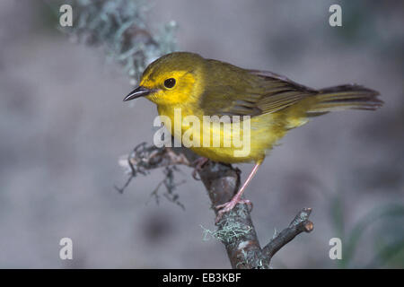 Vermummte Laubsänger - Wilsonia Citrina - weiblich Stockfoto