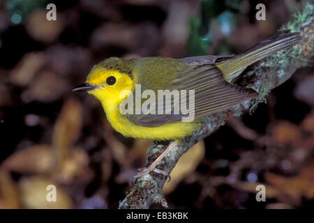 Vermummte Laubsänger - Wilsonia Citrina - weiblich Stockfoto