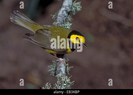 Vermummte Laubsänger - Wilsonia Citrina - männlich Stockfoto