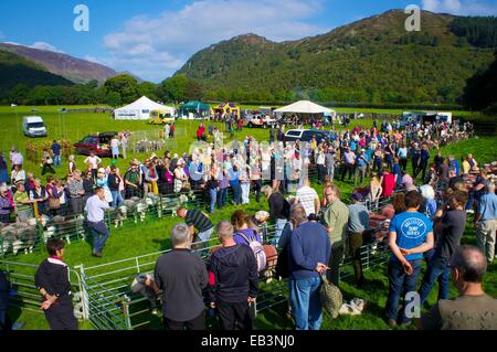 Menge Schafe zu betrachten. Borrowdale Hirten treffen. Rosthwaite Borrowdale Cumbria England UK. Stockfoto