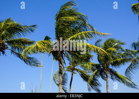 Kokosnuss-Palmen wiegen sich im Wind, Cox Bazar, Bangladesch Stockfoto