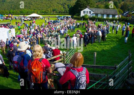 Menge Schafe zu betrachten. Borrowdale Hirten treffen. Rosthwaite Borrowdale Cumbria England UK. Stockfoto