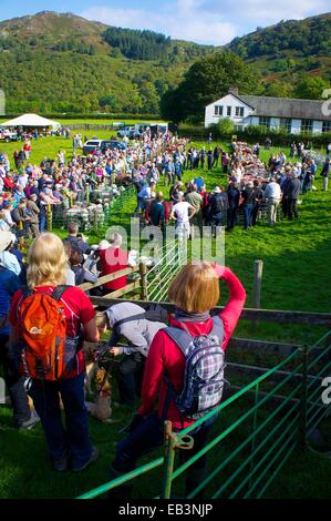 Menge Schafe zu betrachten. Borrowdale Hirten treffen. Rosthwaite Borrowdale Cumbria England UK. Stockfoto