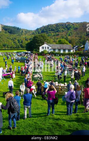 Menge Schafe zu betrachten. Borrowdale Hirten treffen. Rosthwaite Borrowdale Cumbria England UK. Stockfoto