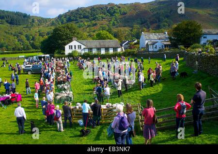 Menge Schafe zu betrachten. Borrowdale Hirten treffen. Rosthwaite Borrowdale Cumbria England UK. Stockfoto