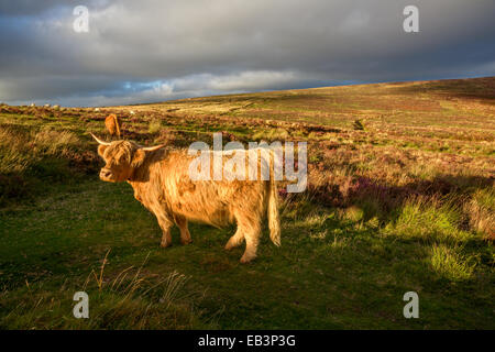 Schottische Hochlandrinder auf der Piste von Birch Tor in der Nähe von Bennets Cross Dartmoor National Park Devon Uk Stockfoto