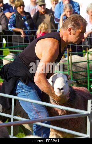 Hirte seine Schafe zeigen. Borrowdale Hirten treffen. Rosthwaite Borrowdale Cumbria England UK. Stockfoto