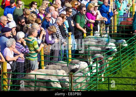 Menge Schafe zu betrachten. Borrowdale Hirten treffen. Rosthwaite Borrowdale Cumbria England UK. Stockfoto