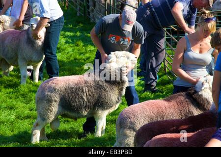 Hirten ihre Schafe zeigen. Borrowdale Hirten treffen. Rosthwaite Borrowdale Cumbria England UK. Stockfoto