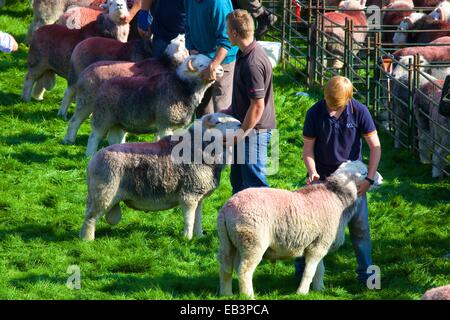 Hirten ihre Schafe zeigen. Borrowdale Hirten treffen. Rosthwaite Borrowdale Cumbria England UK. Stockfoto