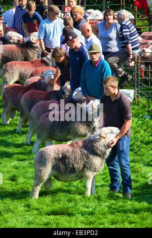 Hirten ihre Schafe zeigen. Borrowdale Hirten treffen. Rosthwaite Borrowdale Cumbria England UK. Stockfoto