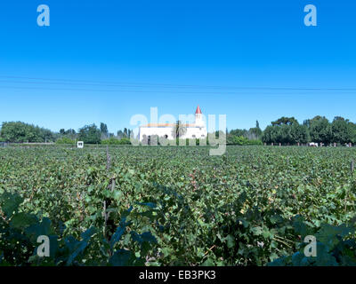 Anbau von Trauben für den industriellen Einsatz: Wein. Felder der Weinberge in Puente Alto/Maipo Valley, Chile, Südamerika. Stockfoto