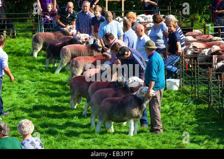 Hirten ihre Schafe zeigen. Borrowdale Hirten treffen. Rosthwaite Borrowdale Cumbria England UK. Stockfoto