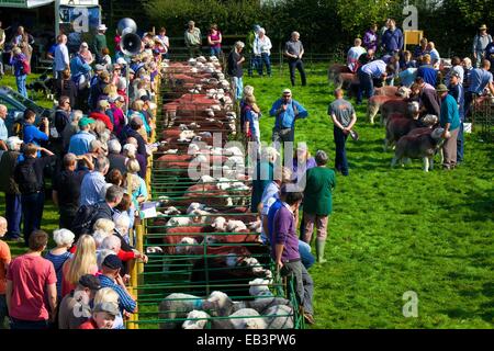 Menge Schafe zu betrachten. Borrowdale Hirten treffen. Rosthwaite Borrowdale Cumbria England UK. Stockfoto