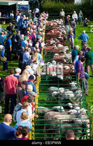 Menge Schafe zu betrachten. Borrowdale Hirten treffen. Rosthwaite Borrowdale Cumbria England UK. Stockfoto