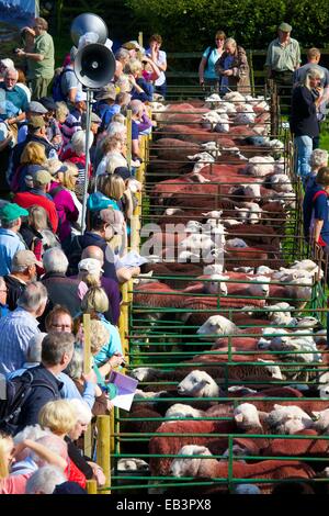 Menge Schafe zu betrachten. Borrowdale Hirten treffen. Rosthwaite Borrowdale Cumbria England UK. Stockfoto