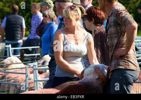 Schäferin zeigen ihre Schafe. Borrowdale Hirten treffen. Rosthwaite Borrowdale Cumbria England UK. Stockfoto