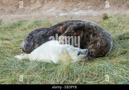 Kegelrobben, Halichoerus Grypus, Mutter mit neugeborenen Welpen, Donna Nook nationale Naturreservat, Lincolnshire, England, UK Stockfoto