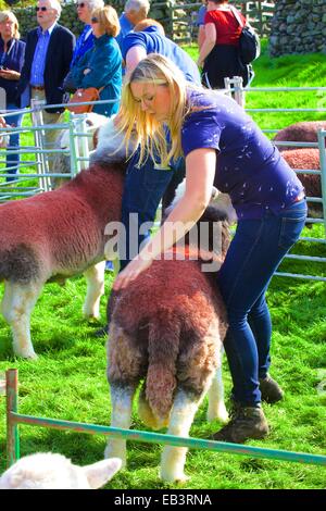 Schäferin zeigen ihre Schafe. Borrowdale Hirten treffen. Rosthwaite Borrowdale Cumbria England UK. Stockfoto