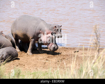 Eine Gruppe von Flusspferd (Hippopotamus Amphibius) holte am Ufer des Flusses Mara in Kenia Stockfoto