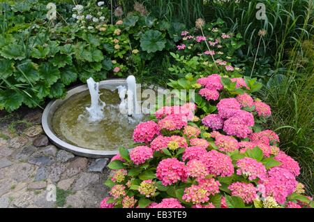 Grossblättrige Hortensie (Hydrangea macrophylla) in einem beständigen Garten mit einem Brunnen Stockfoto