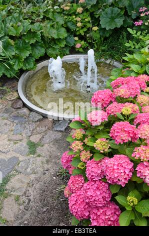 Grossblättrige Hortensie (Hydrangea macrophylla) in einem beständigen Garten mit einem Brunnen Stockfoto