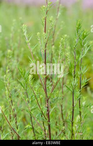 Gemeinsame Beifuß (Artemisia vulgaris) Stockfoto